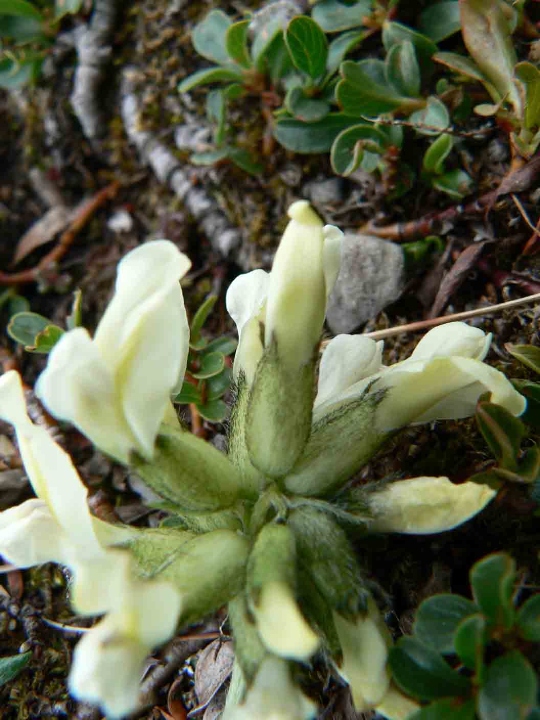 Oxytropis campestris / Astragalo villoso